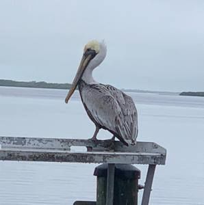 Meet your Posher, Kari